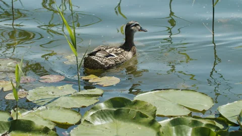 Duck in the lake Stock-Footage 200584941