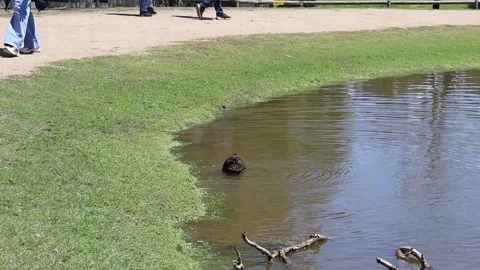 Duck on a lake Stock Footage 229457535