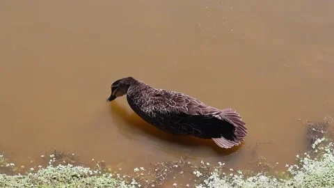 Duck on a lake Stock Footage 229457557