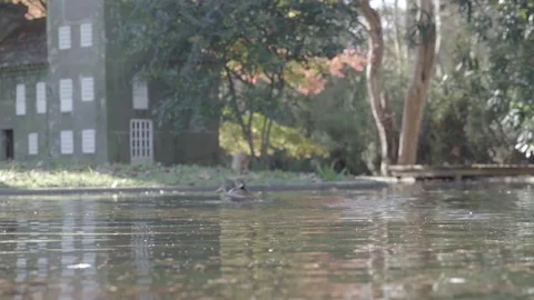 Duck in the lake 스톡 동영상 242498500