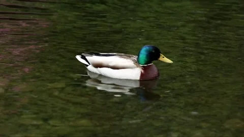 A duck in the lake Video stock 243326447