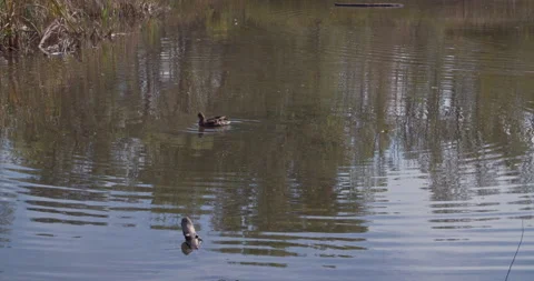 A duck in a lake. 스톡 동영상 286811042