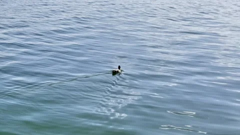A Duck in the lake Stock Footage 314118386