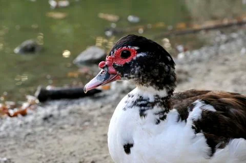 Duck on the lake 스톡 사진