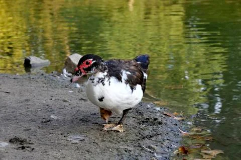 Duck on the lake Stock Photos