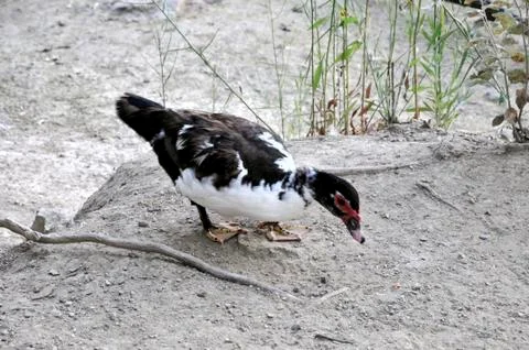 Duck on the lake 스톡 사진