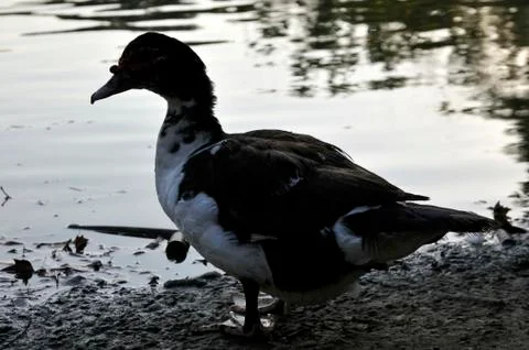 Duck on the lake 写真素材