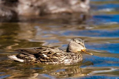Duck in a lake Stock Photos