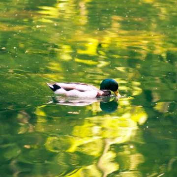 Duck in the lake Stock Photos