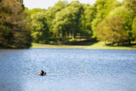 Duck in lake Stock Photos