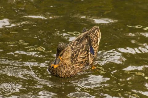 Duck on the lake Stock Photos