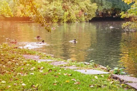 Duck on the lake Stock Photos