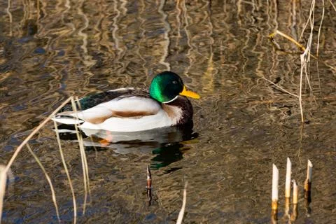 Duck on lake Stock Photos