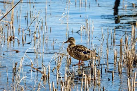 Duck on lake Stock Photos