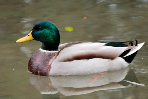 Duck in a lake Stock Photos