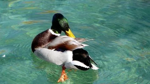 Duck at lake Stock Photos
