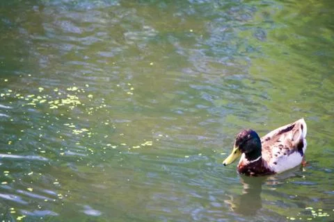 Duck in Lake Stock Photos