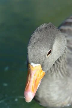 Duck on the lake Stock Photos