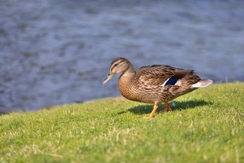 Duck on lake Stock Photos