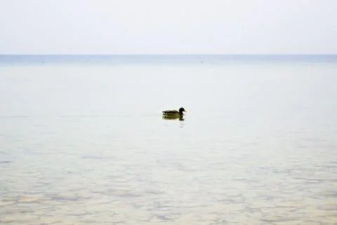 Duck on a lake Stock Photos