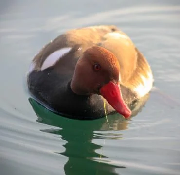 Duck in the lake 库存照片