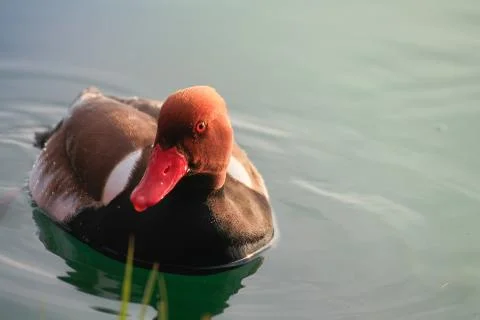 Duck in the lake 库存照片