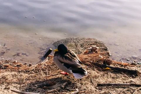 Duck on a lake Stock Photos