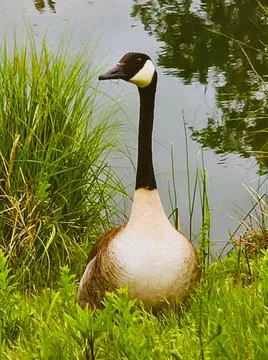 Duck at Lake Stock Photos