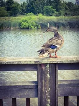 Duck at Lake Stock Photos