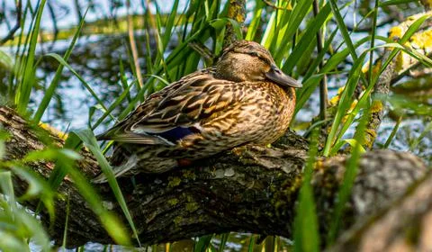 Duck On The Lake Foto stock