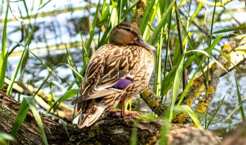 Duck On The Lake Foto stock