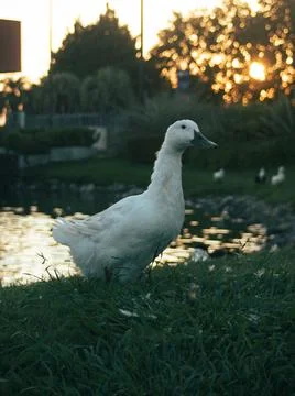 Duck by Lake Stock Photos