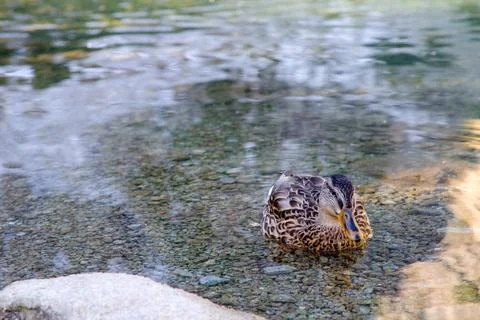 Duck on lake Stock Photos