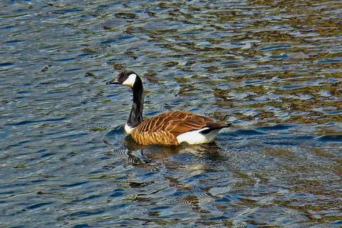 Duck on a lake Stock Photos
