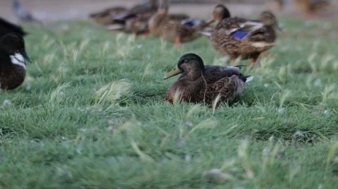 Duck at lake Stock Photos
