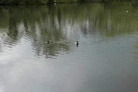 Duck lake. Stock Photos