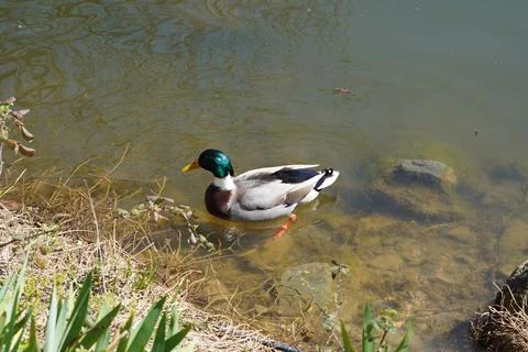 Duck by the lake Stock Photos