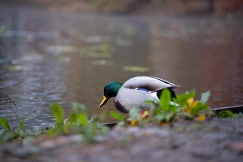 Duck by the lake Stock Photos