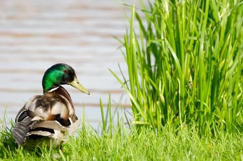 Duck by the lake Stock Photos