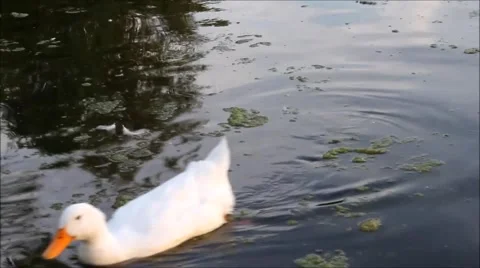 Duck on lake pond Stock Footage 41410646