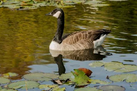 Duck in the lake, reflection Stock Photos