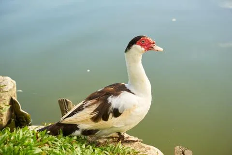 Duck at lake side Stock Photos