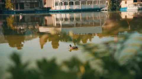 Duck in lake slowmotion Video stock 229860111
