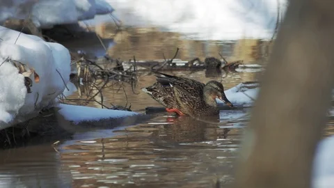 Duck on the lake spring Stock Footage 73718163