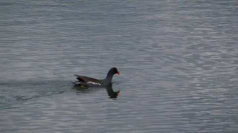 Duck lake2 Видео 324693