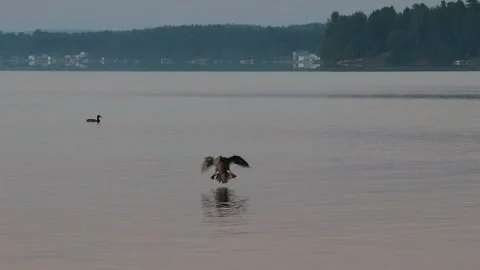 Duck landing straight into camera Video stock 134657121