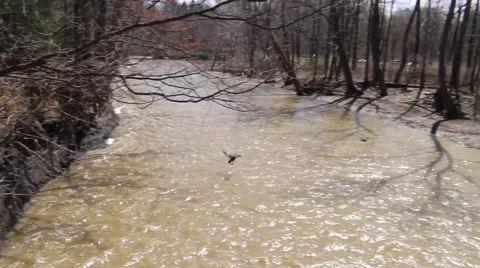 Duck landing in water Stock Footage 50442555