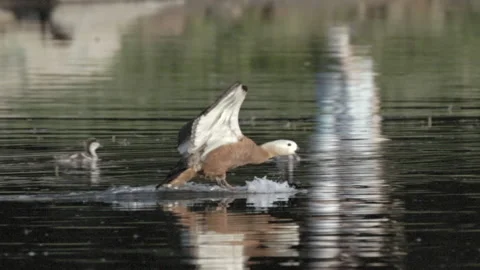 Duck lands on the water 库存影片 196940909