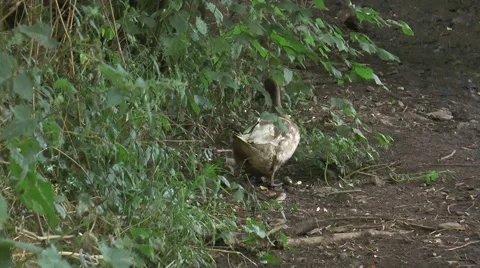 Duck in lane 1 Video stock 40685926