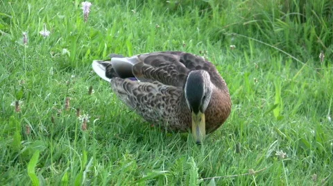 Duck on a lawn Video stock 398789